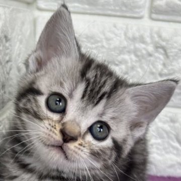 アメリカンショートヘア【島根県・女の子・2025年10月30日・シルバータビー】の写真「年末、お正月のお迎えにいかがですか✨」