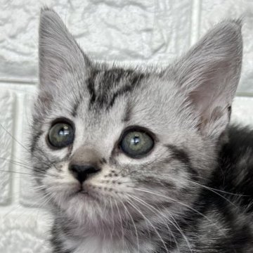 アメリカンショートヘア【島根県・女の子・2025年9月5日・シルバータビー】の写真「カラーが綺麗な女の子」