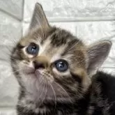 アメリカンショートヘア