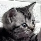 アメリカンショートヘア