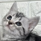 アメリカンショートヘア