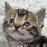 アメリカンショートヘア