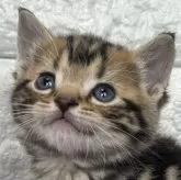 アメリカンショートヘア