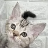 アメリカンショートヘア