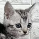 アメリカンショートヘア