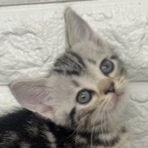 アメリカンショートヘア