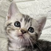 アメリカンショートヘア