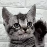 アメリカンショートヘア