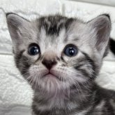 アメリカンショートヘア