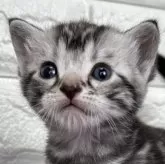 アメリカンショートヘア