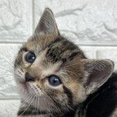 アメリカンショートヘア