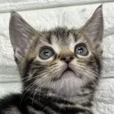 アメリカンショートヘア