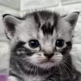 アメリカンショートヘア