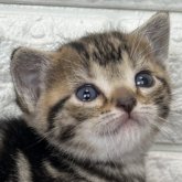 アメリカンショートヘア