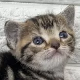 アメリカンショートヘア