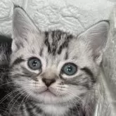 アメリカンショートヘア