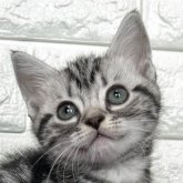 アメリカンショートヘア