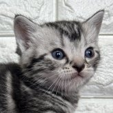 アメリカンショートヘア