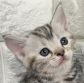 アメリカンショートヘア