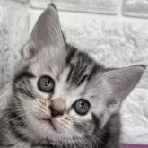 アメリカンショートヘア