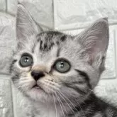 アメリカンショートヘア