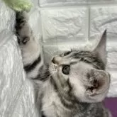 アメリカンショートヘア【島根県・男の子・2025年4月12日・シルバータビー】の写真9