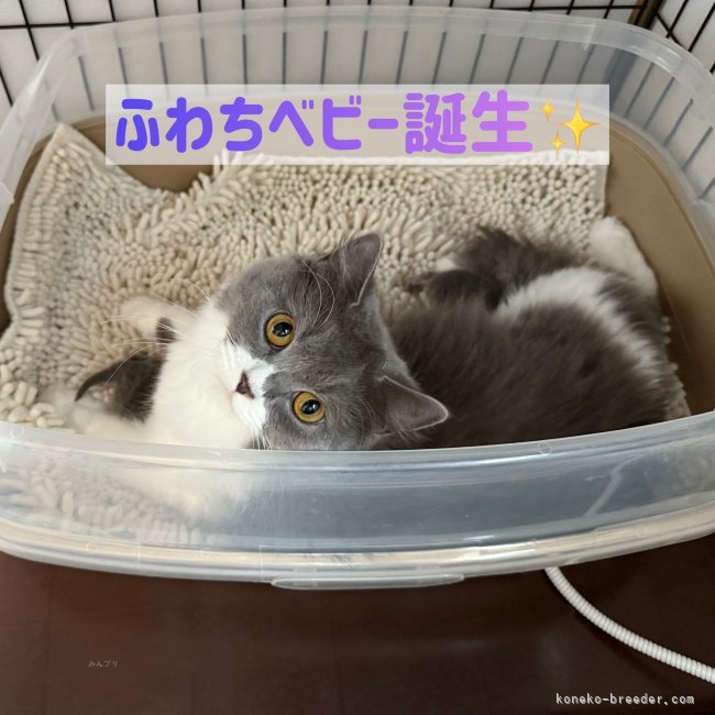 納谷颯ブリーダーのブログ：㊗️ふわちベビー誕生 成長記録3日目✨😍