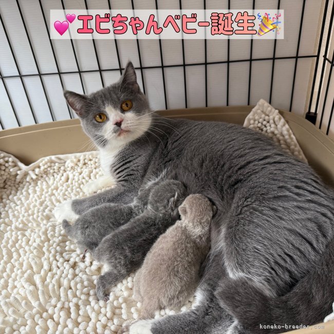 納谷颯ブリーダーのブログ：㊗️エビちゃんベビー誕生🎉 エビちゃんベビー成長記録2日目🦐