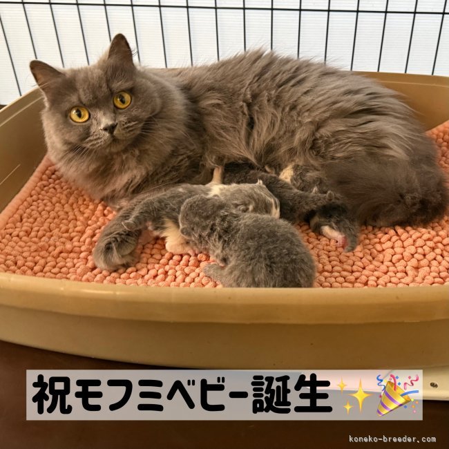 納谷颯ブリーダーのブログ：2/6産まれ　モフミベビー誕生しました✨