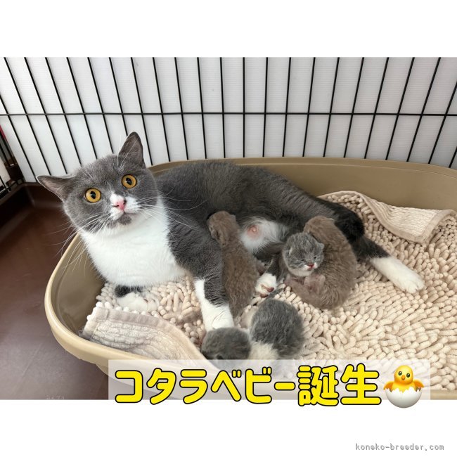 納谷颯ブリーダーのブログ：コタラベビー成長記録7日目😁✨  8/24の日中にコタラちゃん5頭の赤ちゃんを出産しました🩷🩷