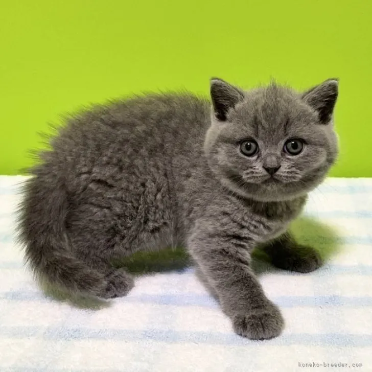 ブリティッシュショートヘア【大阪府・男の子・2023年4月21日・ブルー】の写真1「6月4日撮影😻💕」