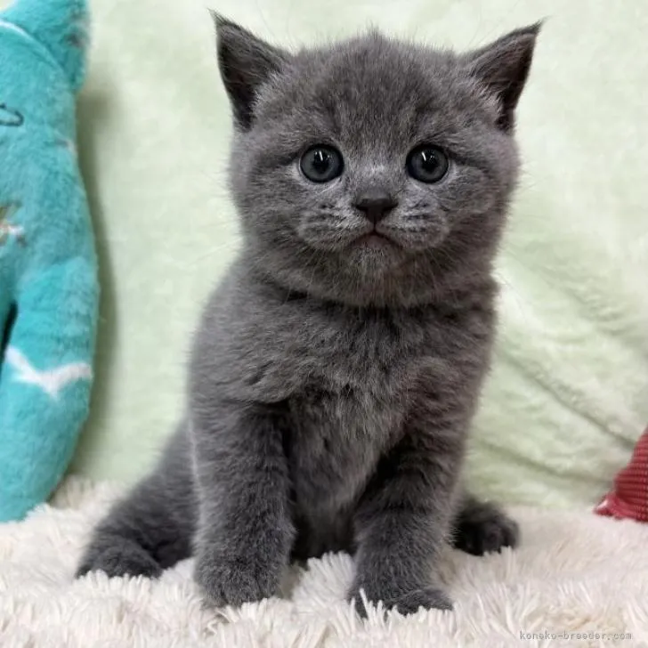 ID：2211-01209の子猫