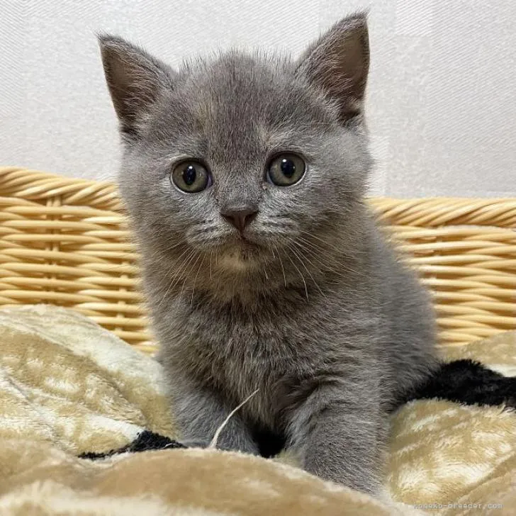 ID:2206-00699の子猫