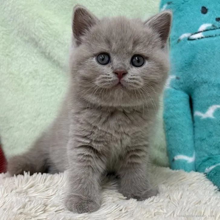 ID:2303-01483の子猫