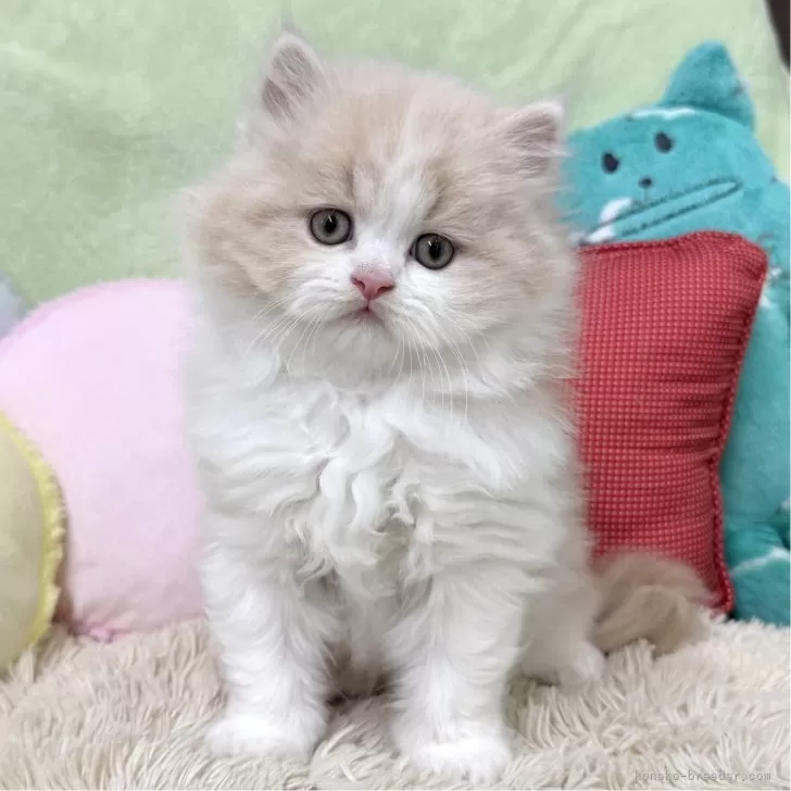 ID:2411-00394の子猫