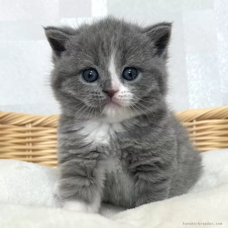 ID：2406-00159の子猫