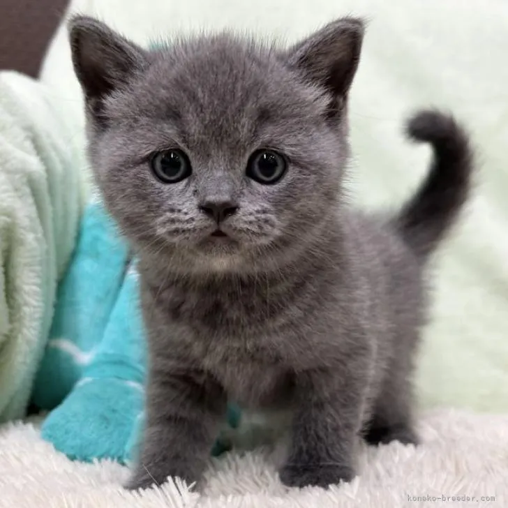 ID:2211-01208の子猫