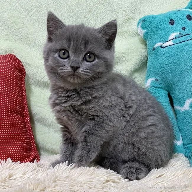 ID:2205-00790の子猫