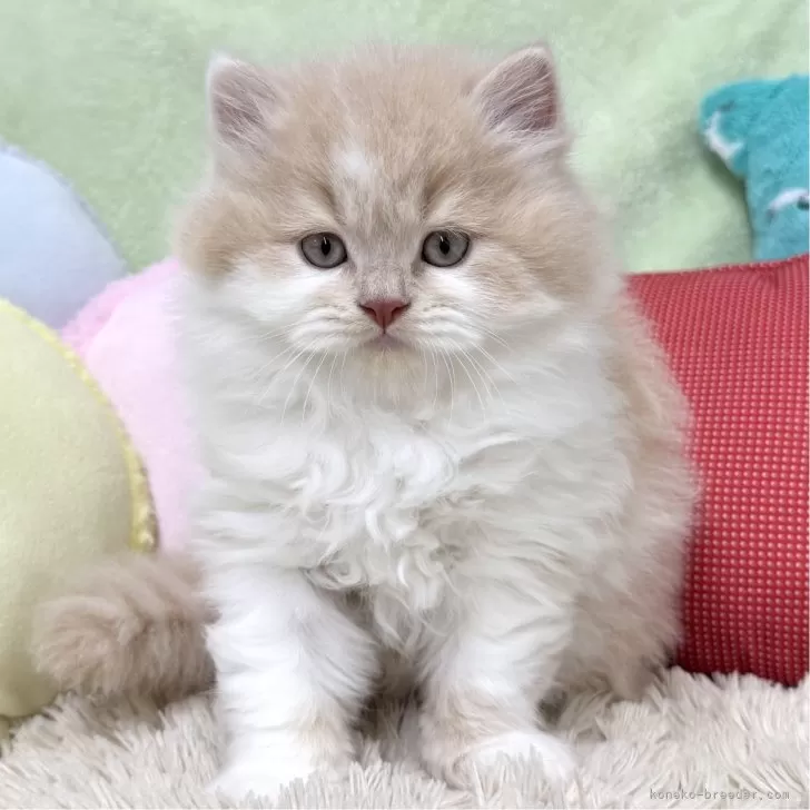 ID：2410-03178の子猫