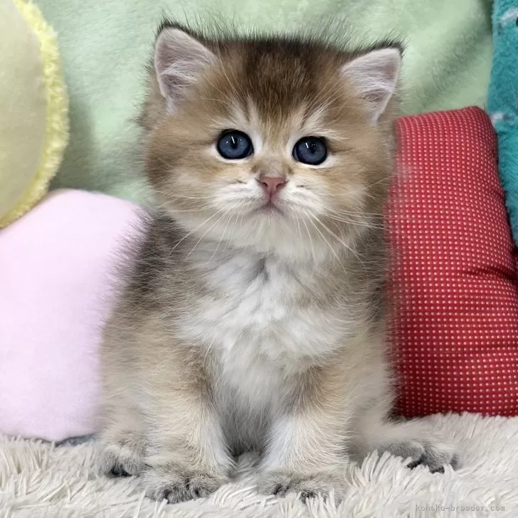 ID：2408-01655の子猫