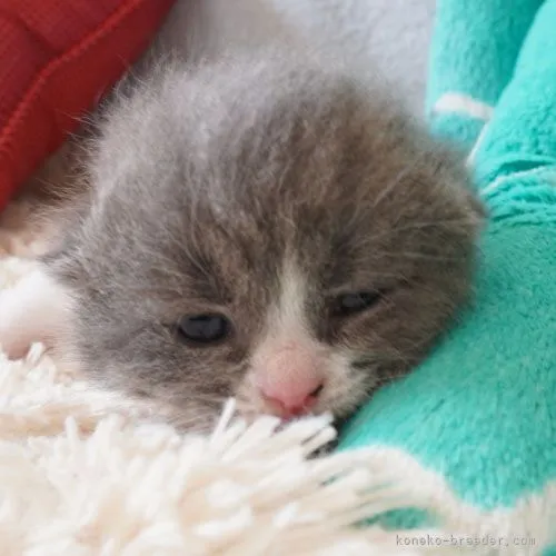 S.N 様のお迎えした子猫