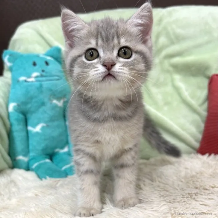 ID:2306-00667の子猫