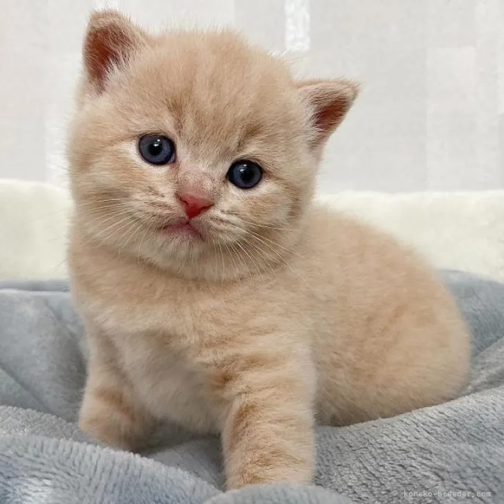 ID：2208-01878の子猫