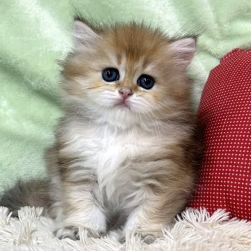 ブリティッシュショートヘア【大阪府・男の子・2023年4月22日・ゴールデン（ショート）】の写真「ゴールデンブリティッシュのご紹介です💕💕」