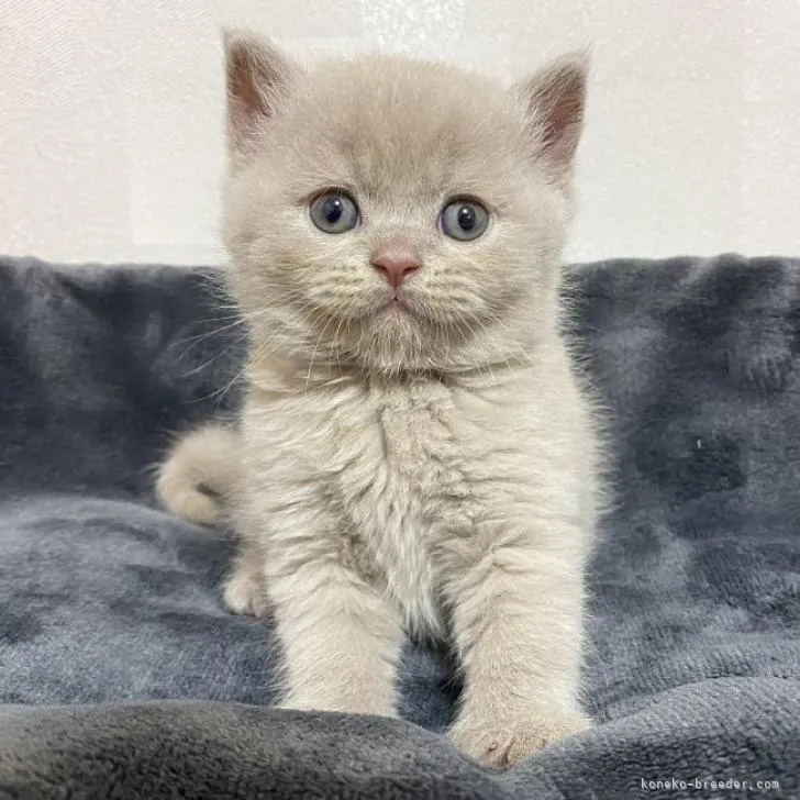 ID:2206-00702の子猫