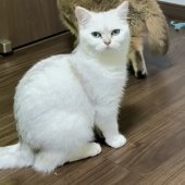 ブリティッシュショートヘア【・女の子・2024年3月25日・ブラックシルバーチンチラ】「普段は他の猫と一緒に遊びまくっています‼️」