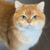 ブリティッシュショートヘア【・男の子・2021年7月27日・ブラックゴールデンシェル】