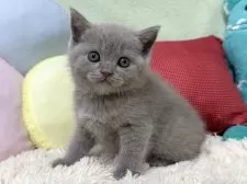 ブリティッシュショートヘア【大阪府・女の子・2025年4月5日・ライラック】の写真15