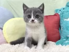 ブリティッシュショートヘア【大阪府・女の子・2025年4月5日・ブルー&ホワイト】の写真2