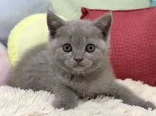 ブリティッシュショートヘア【大阪府・女の子・2025年4月5日・ライラック】の写真7